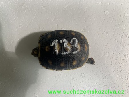 a133 nar. 11.4.2020