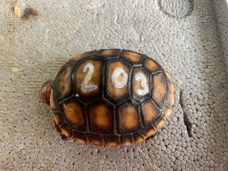 a203 nar. 24.8.2022