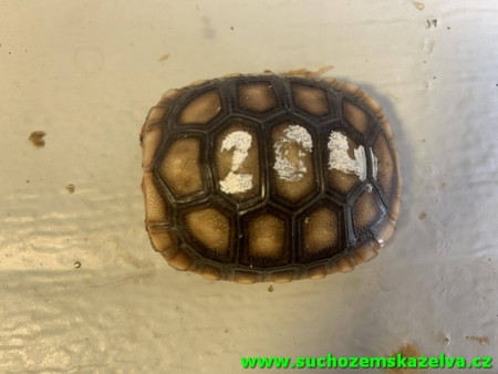 a204 nar. 12.4.2024