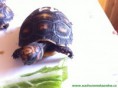 /album/zelvicky/img-0693-jpg/