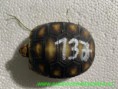 a137 nar.28.5.2020