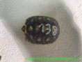 a138 nar. 31.5.2020