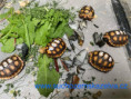 /album/zelvicky-2024/475781145-594236846574890-452214052936179512-n-jpg1/