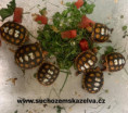 /album/zelvicky-2024/475380309-594238996574675-4142514513621303792-n-jpg1/